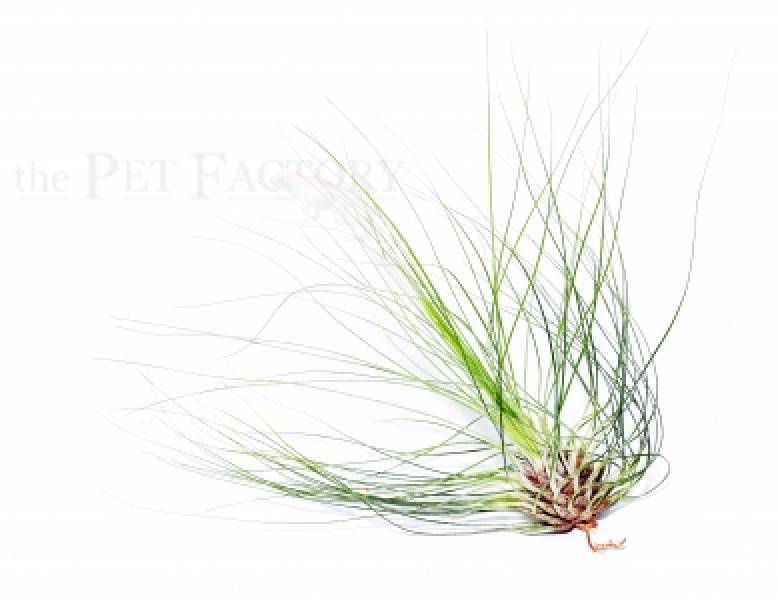 Tillandsia filifolia